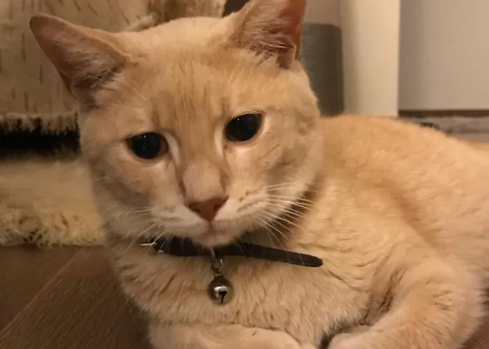 بيت للعطل Ginger Amazing View Volkano , Oia, Fira And Caldera *